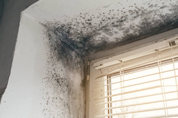 Affordable Mold Testing solutions in Gasburg, VA